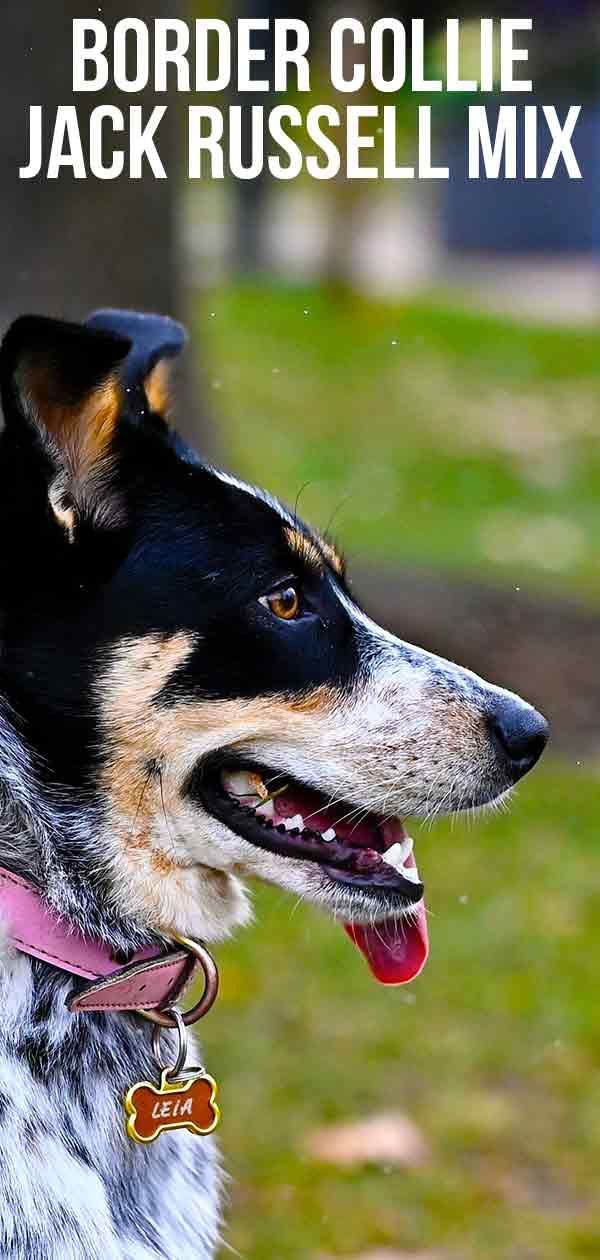 Border Collie Jack Russell Mix