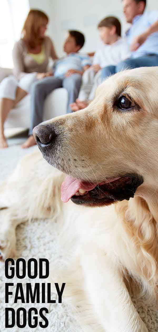 Goede familiehonden - een complete gids voor het kiezen van uw familiehuisdier