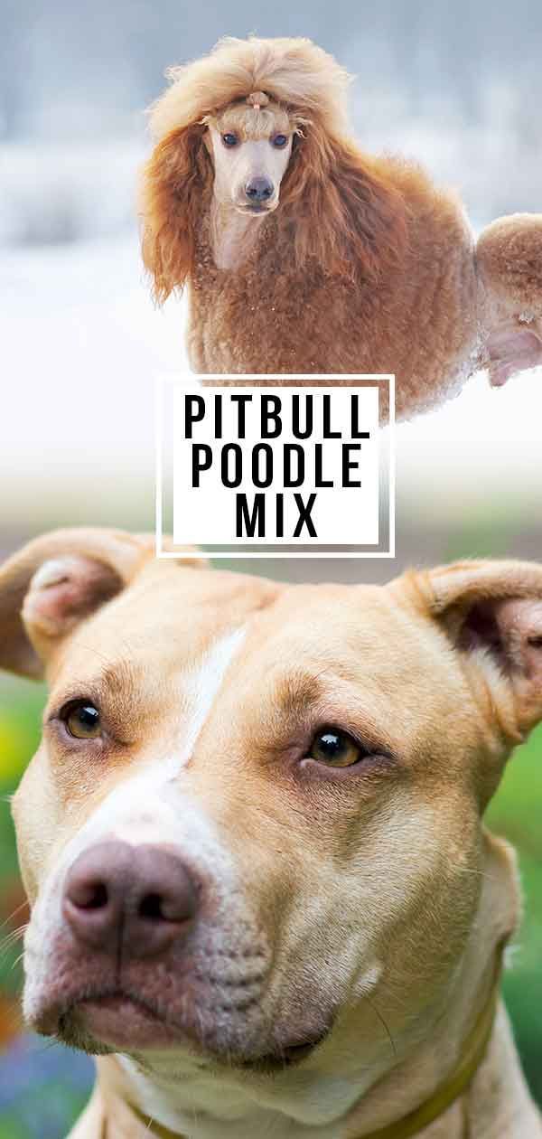 Pitbull Poodle Mix: Você poderia encontrar espaço em sua vida para este híbrido especial?