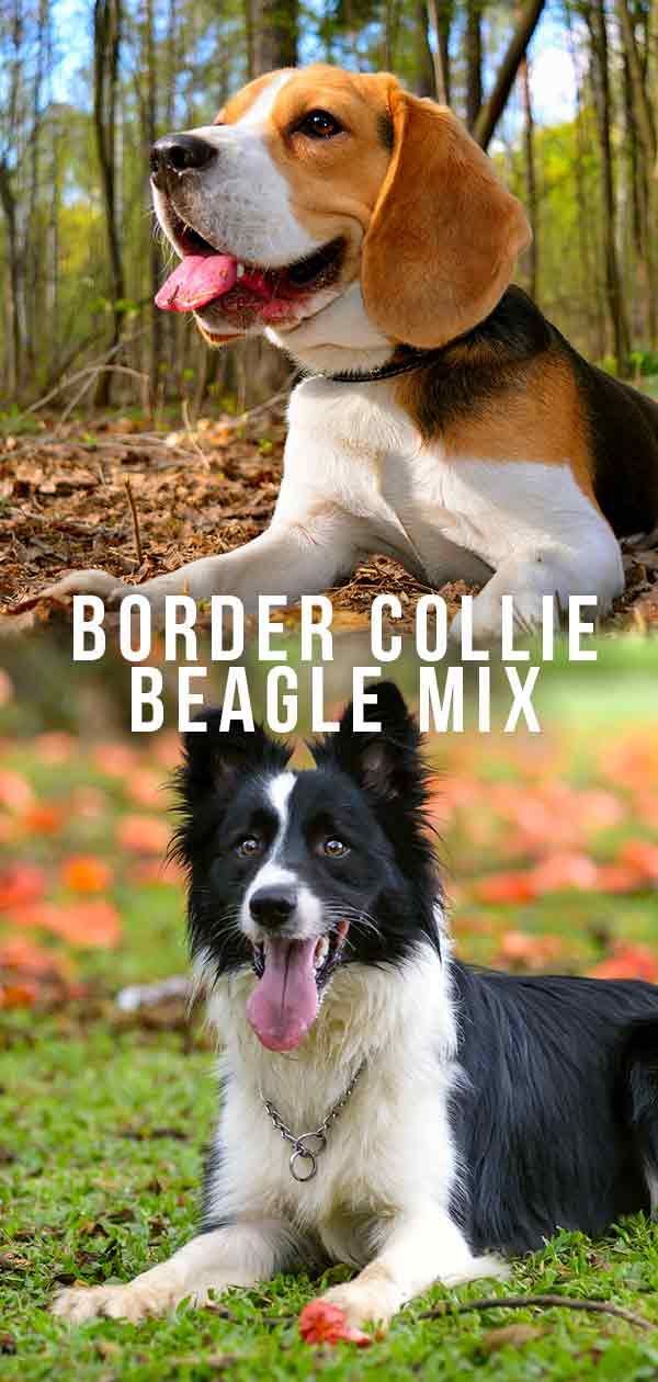Border Collie Beagle Mix - Zwei hart arbeitende Rassen kombiniert