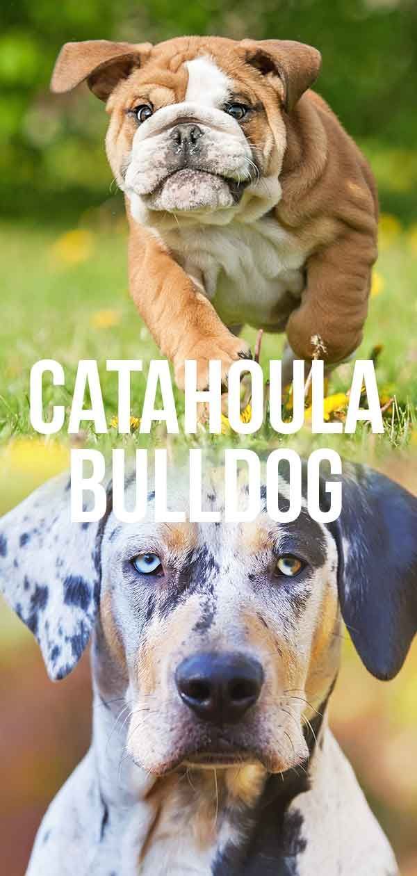 Catahoula Buldog - Ameriški buldog Mix Catahoula Leopard Dog