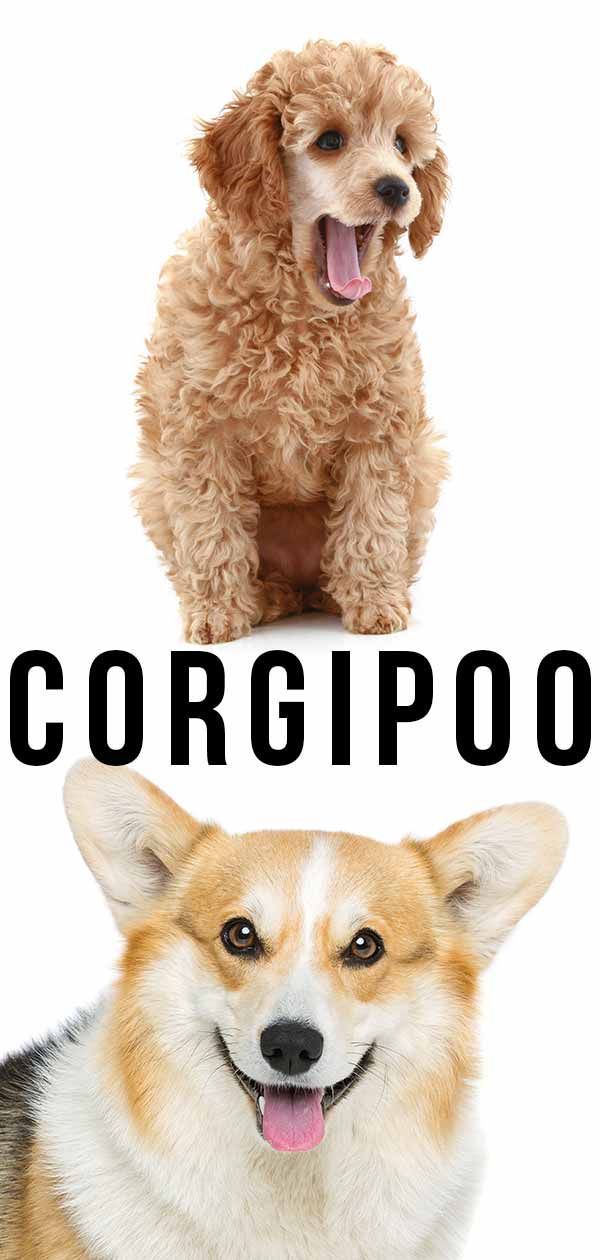 Corgipoo - Een gids voor de Pembroke Welsh Corgi Poodle Mix