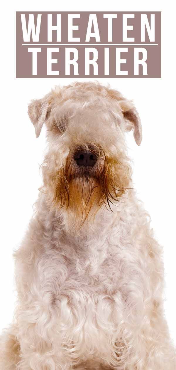 Wheaten Terrier Informations sur la race de chien: Le Wheaten Terrier à poil doux