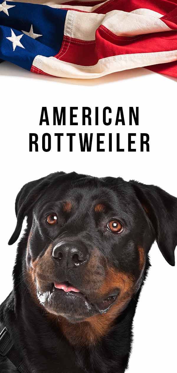 American Rottweiler - The Amazing Rotties Of The USA