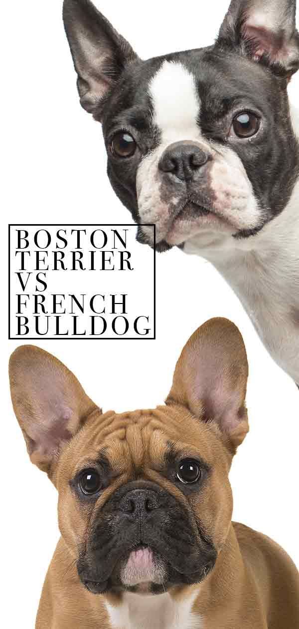 Boston Terrier vs bouledogue français