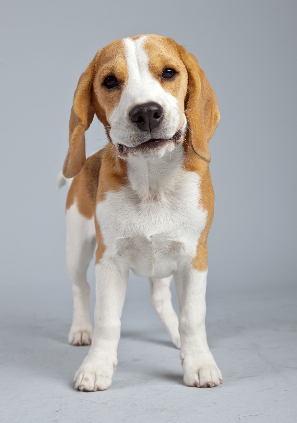sitruuna beagle
