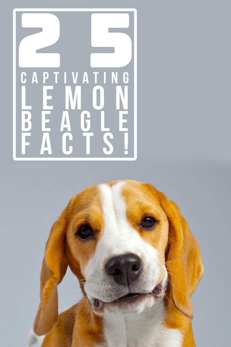 25 kiehtovaa Lemon Beagle -faktaa! - Mielenkiintoisia faktoja koirista.