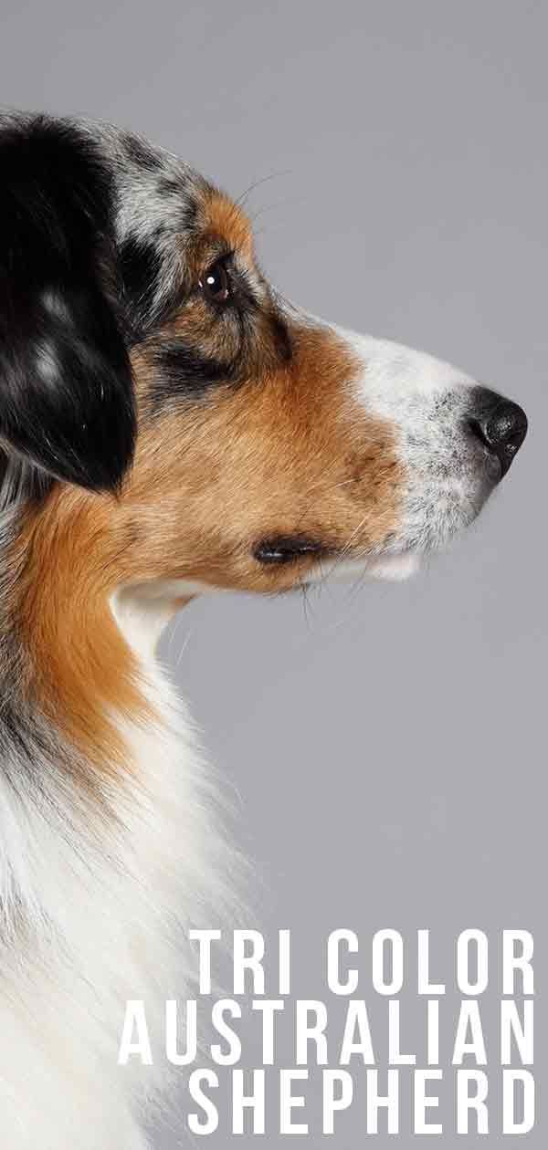 Tri Color Australian Shepherd - Hoe is deze hond speciaal?