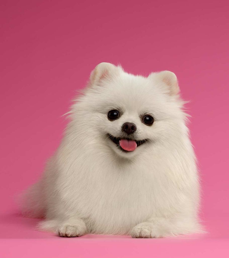 White Pomeranian - Varför White Poms är mer ovanliga än de flesta!