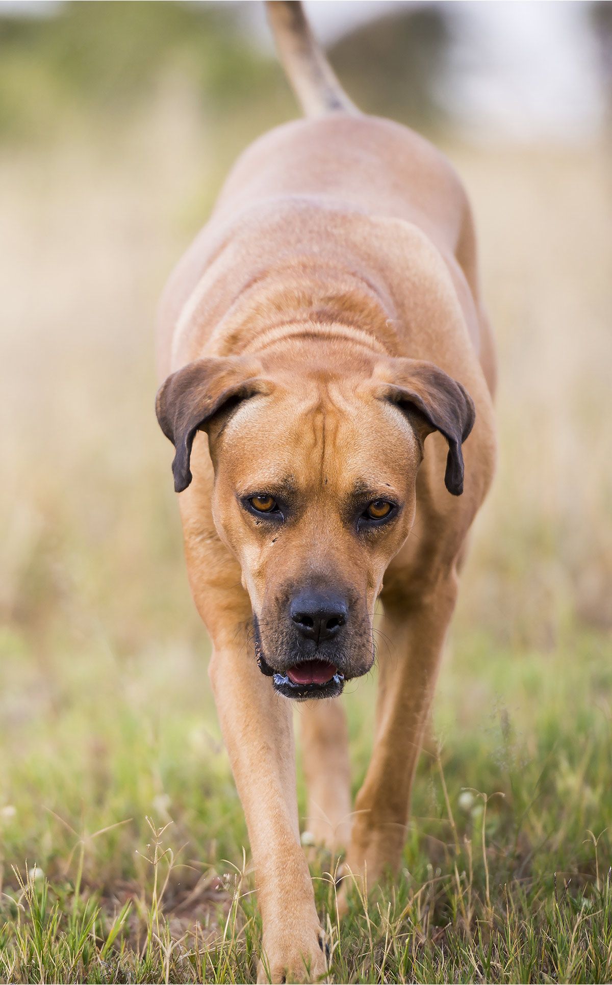 Boerboel Dog: Avelsinformation för sydafrikanska Boerboel