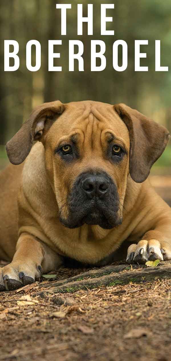 Boerboel šuo: Pietų Afrikos Boerboel veislės informacijos centras