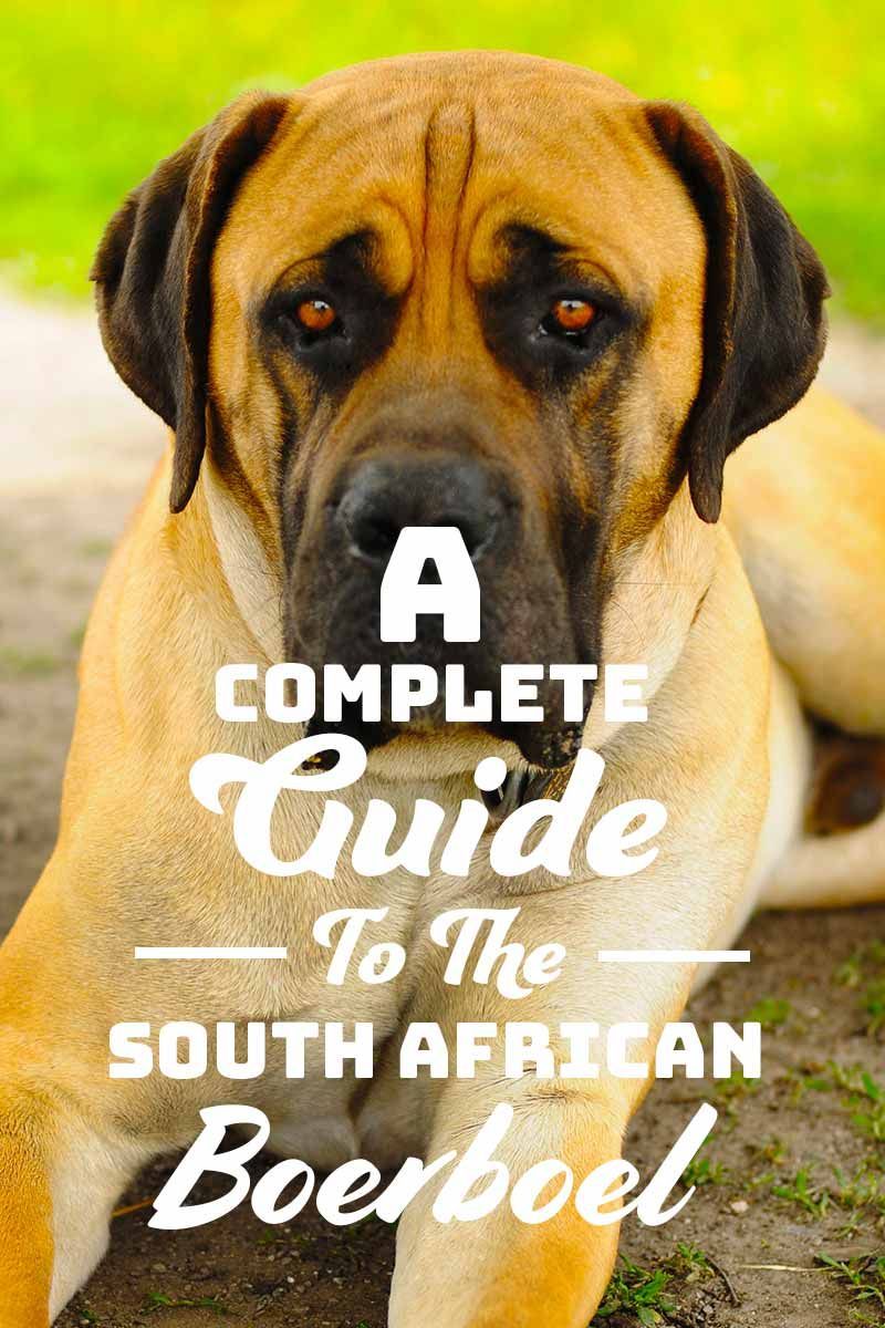 Išsamus Pietų Afrikos boerboelio vadovas - šunų veislių vadovas.