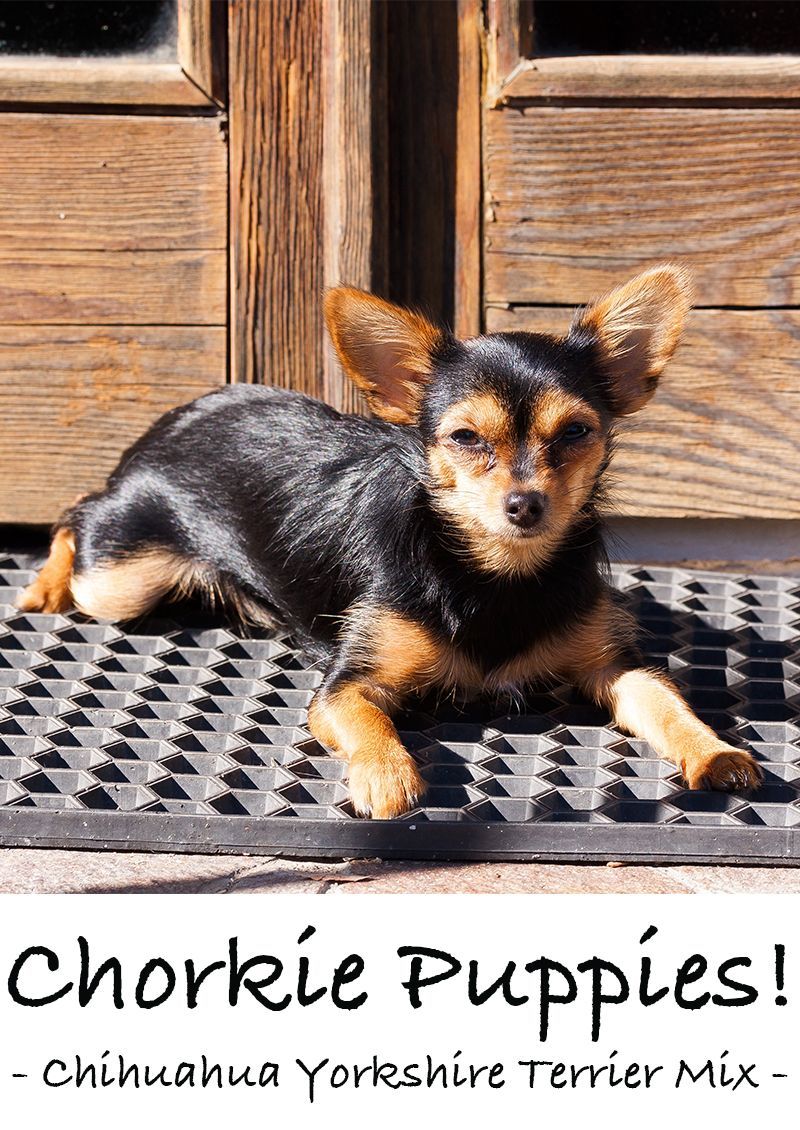Chorkie - Un guide des chiens de race Yorkie Chihuahua Mix