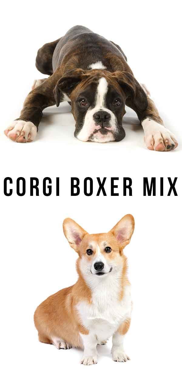 Corgi Boxer Mix - Loving Lapdog ou Bouncy melhor amigo?