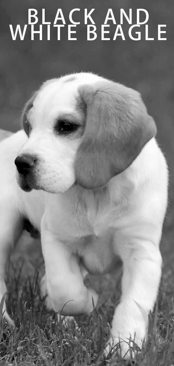Zwart-witte Beagle-kleuren en -patronen