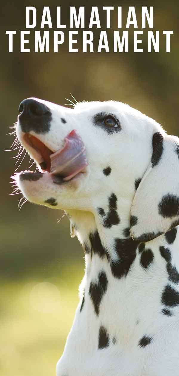 ダルメシアンの気質–元気いっぱいの性格のかわいい犬