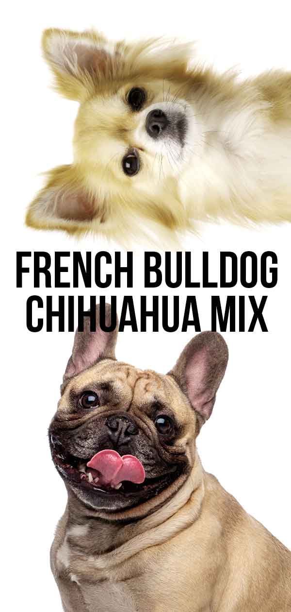 barreja de chihuahua de bulldog francès