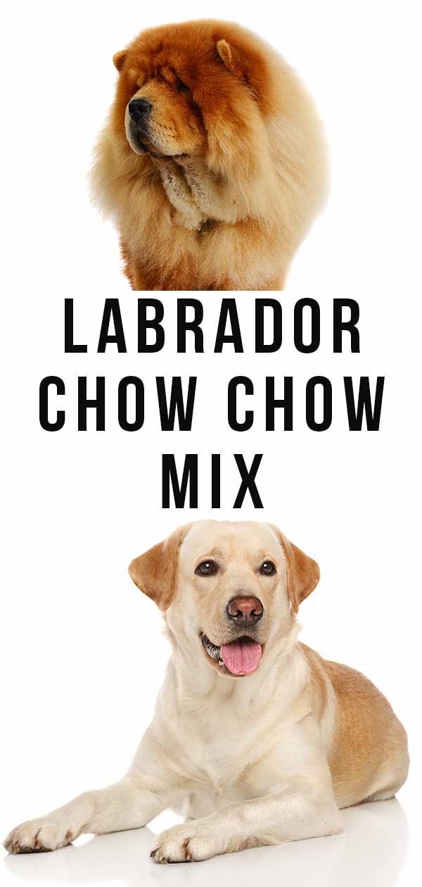 Lab Chow Mix - Le Chabrador conviendrait-il à votre famille?