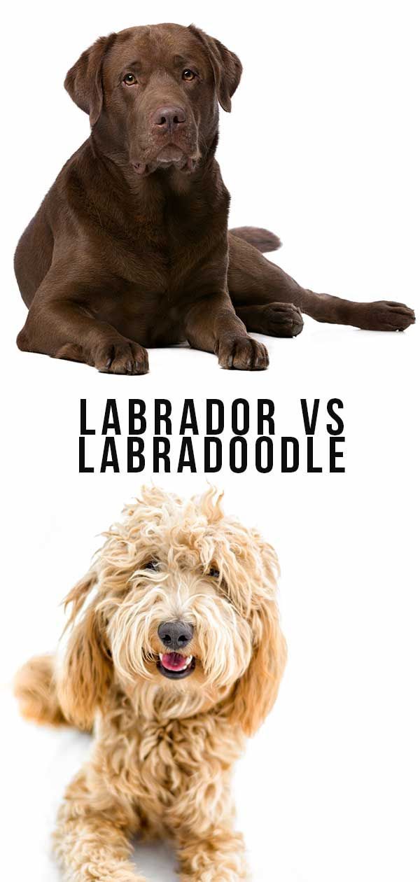 Labrador Vs Labradoodle - Lequel vous convient le mieux?