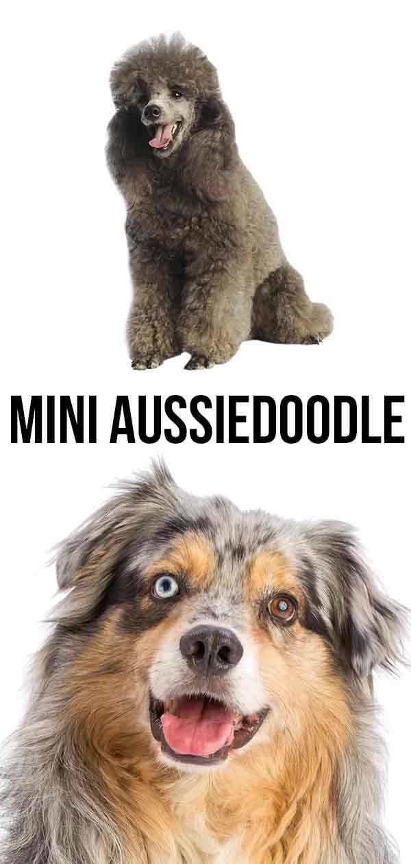 Mini Aussiedoodle - mešanica avstralskih ovčarjev Miniature Poodle