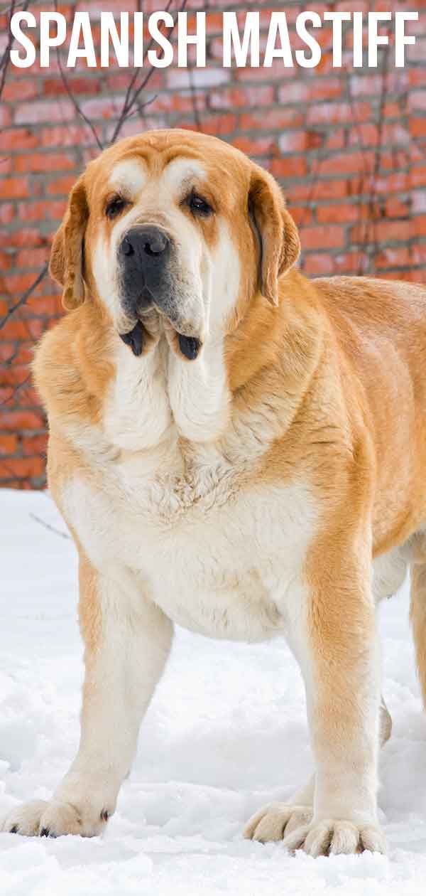 Spaanse Mastiff - Grote waakhond of perfect huisdier?