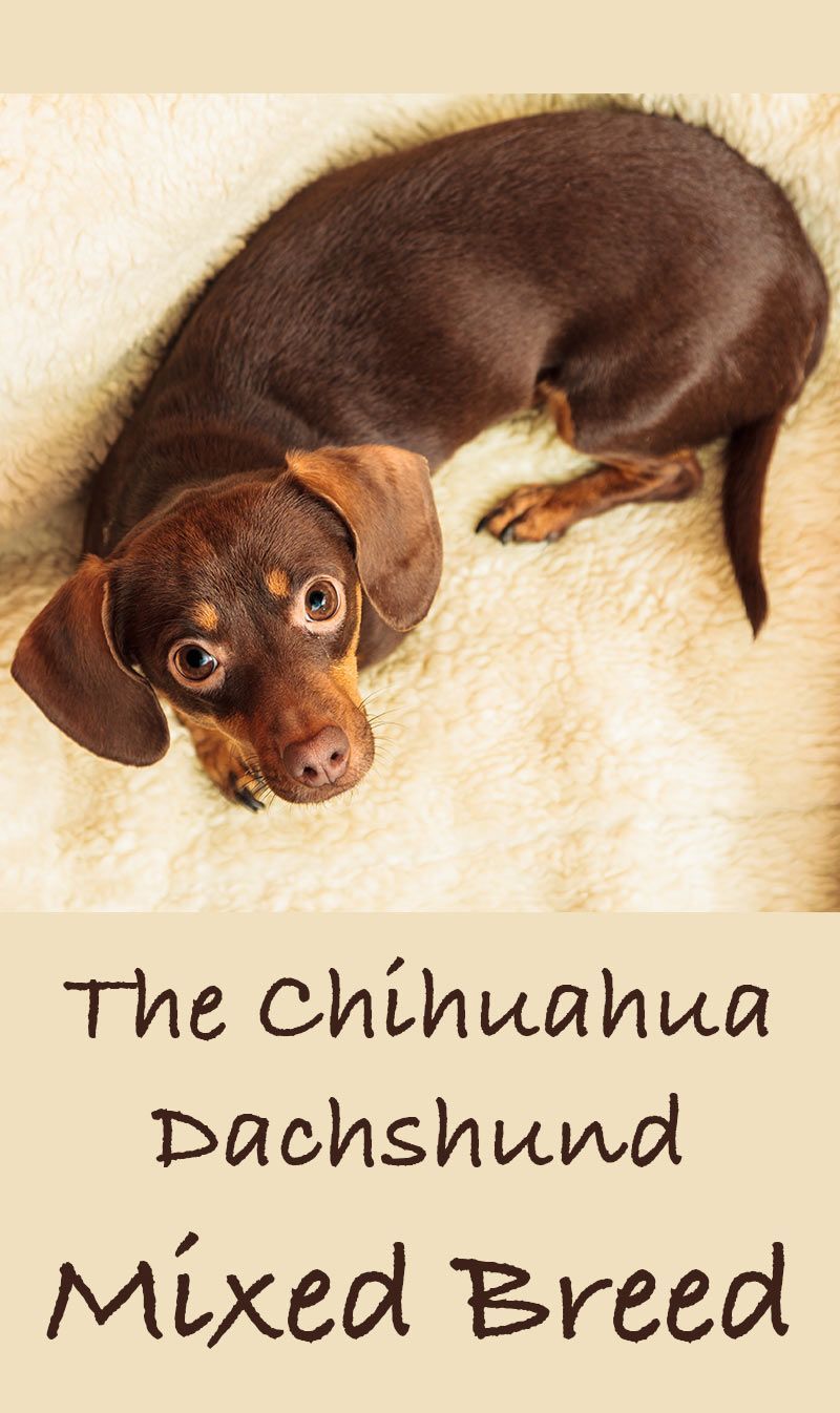 Mešanica jazbečarjev Chihuahua