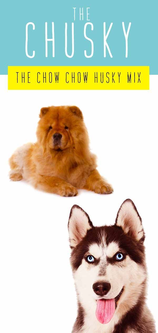 Chusky Information Center - The Chow Chow Husky Mix Breed Guide