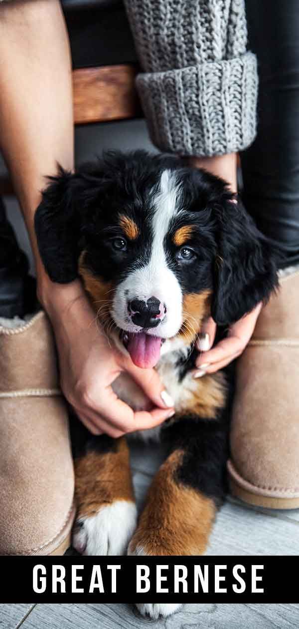 Great Bernese - Your Great Pyrenees Bernese Mountain Dog Mix