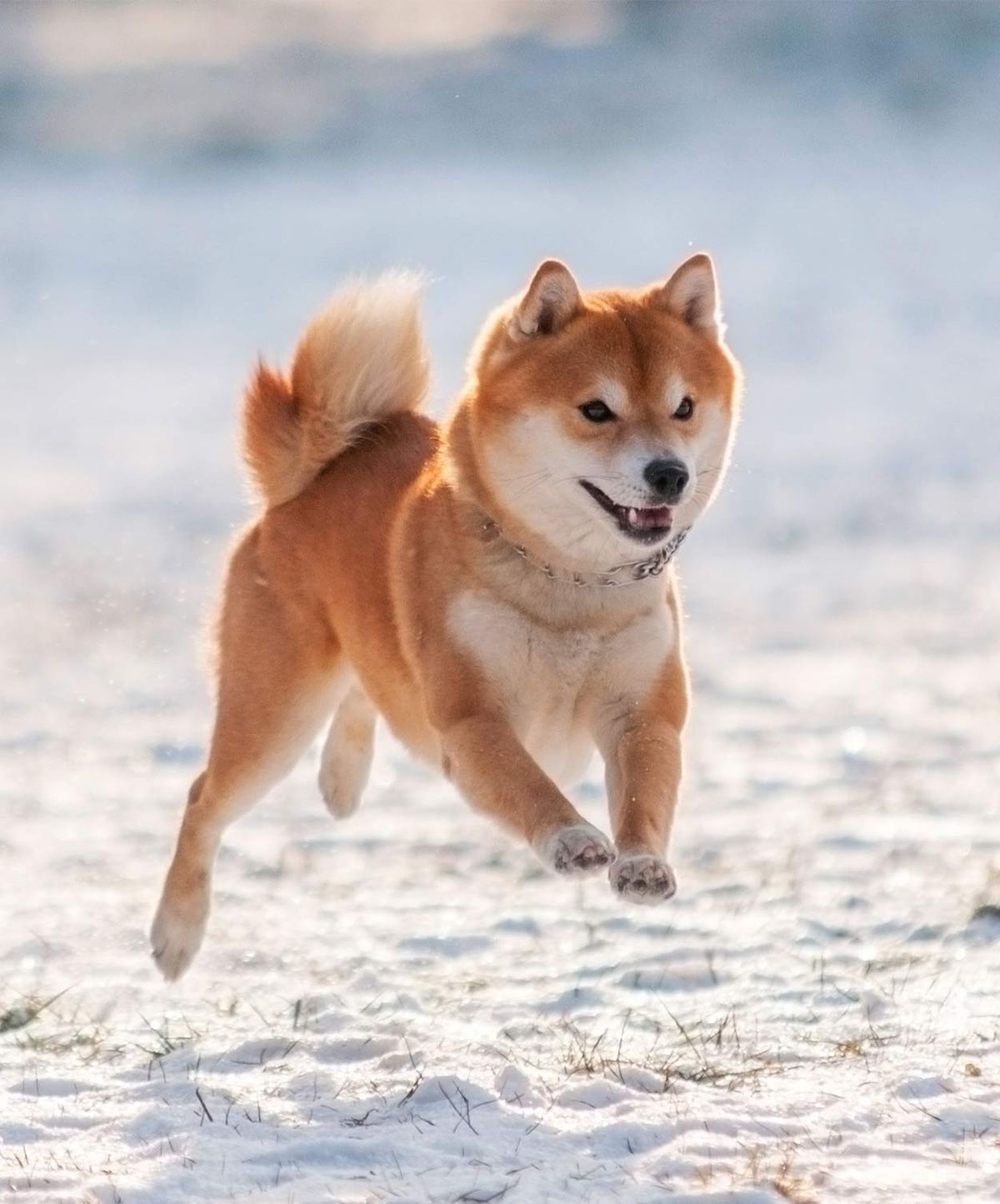 日本の犬の品種–日本からずっと素晴らしい犬