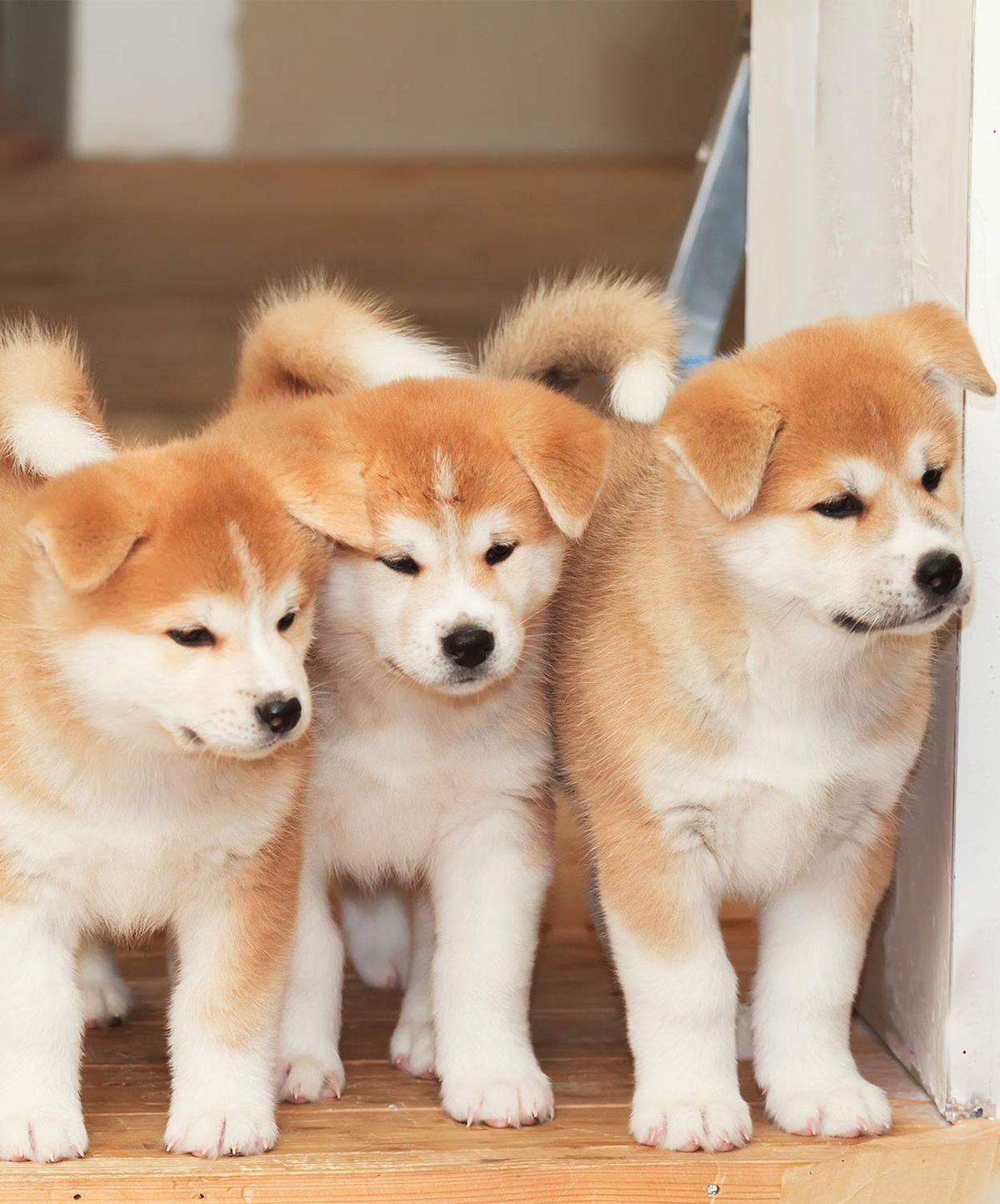 גזעי כלבים יפניים