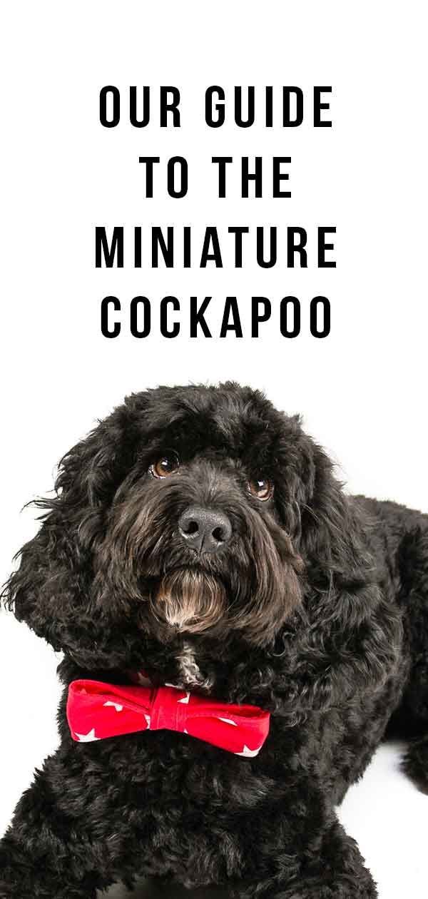 Cockapoo miniature - Le mélange de caniche miniature Cocker Spaniel