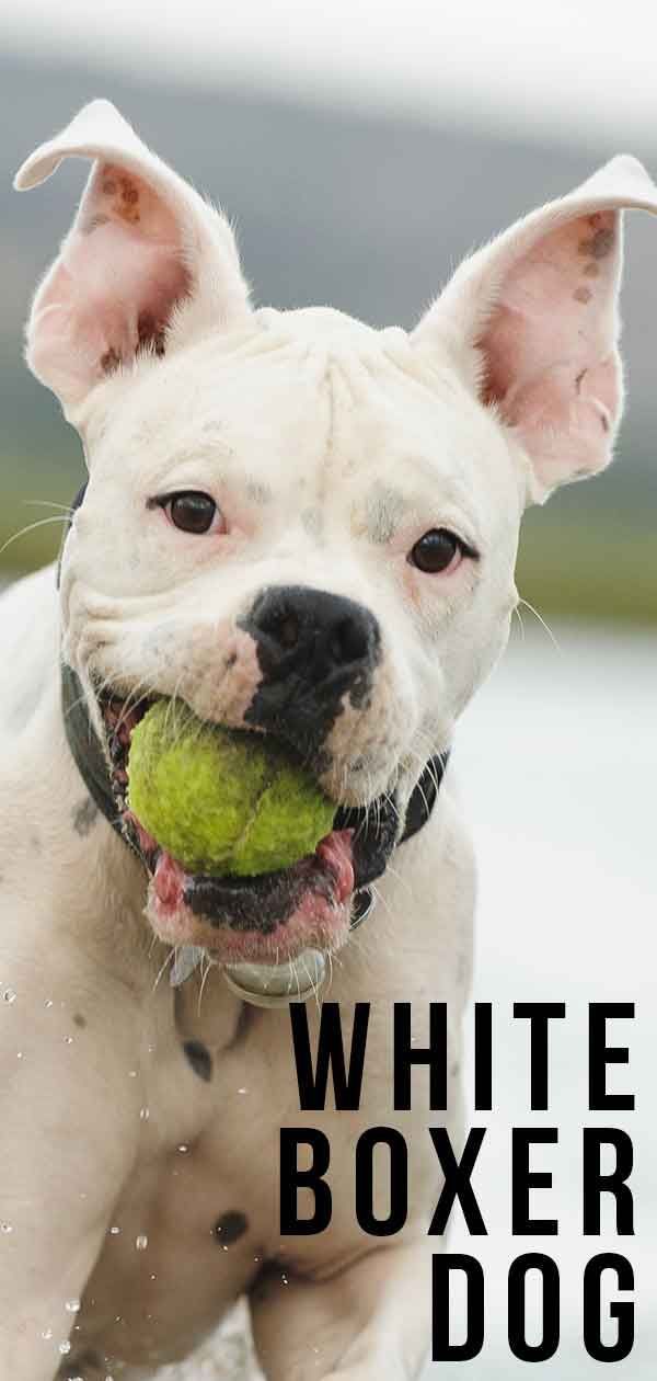 Куче бял боксьор - вашето кученце Снежанка