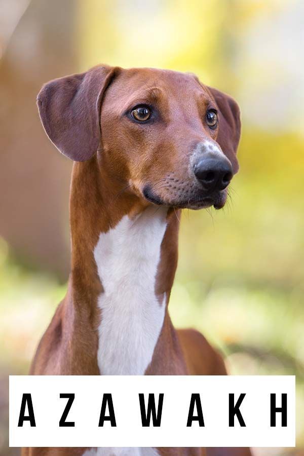Guida informativa sulla razza del cane Azawakh - Questa razza è giusta per te?
