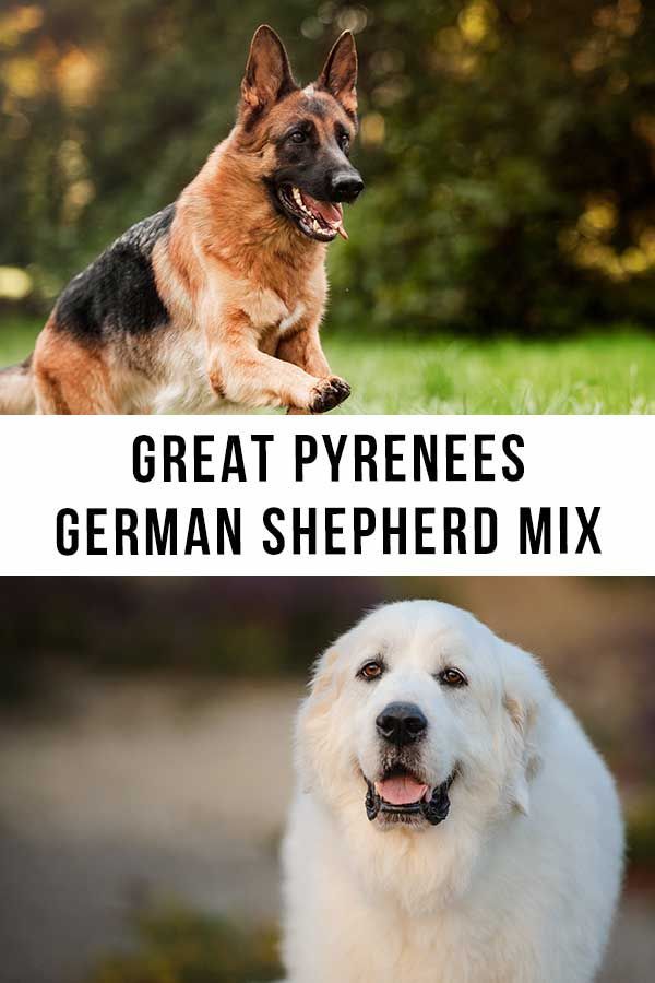 велики пиренеи немска овчарска смес