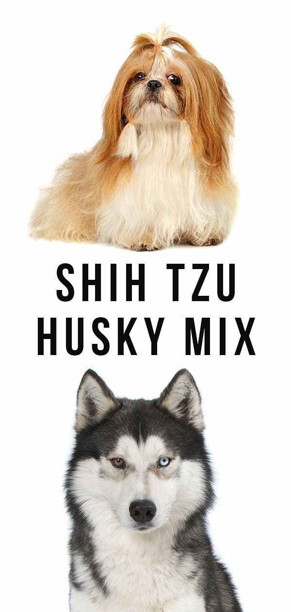 Shih Tzu Husky Mix