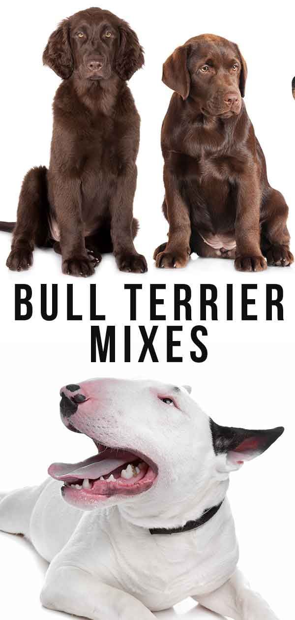 Mélanges Bull Terrier - Lequel vous conviendra le mieux?