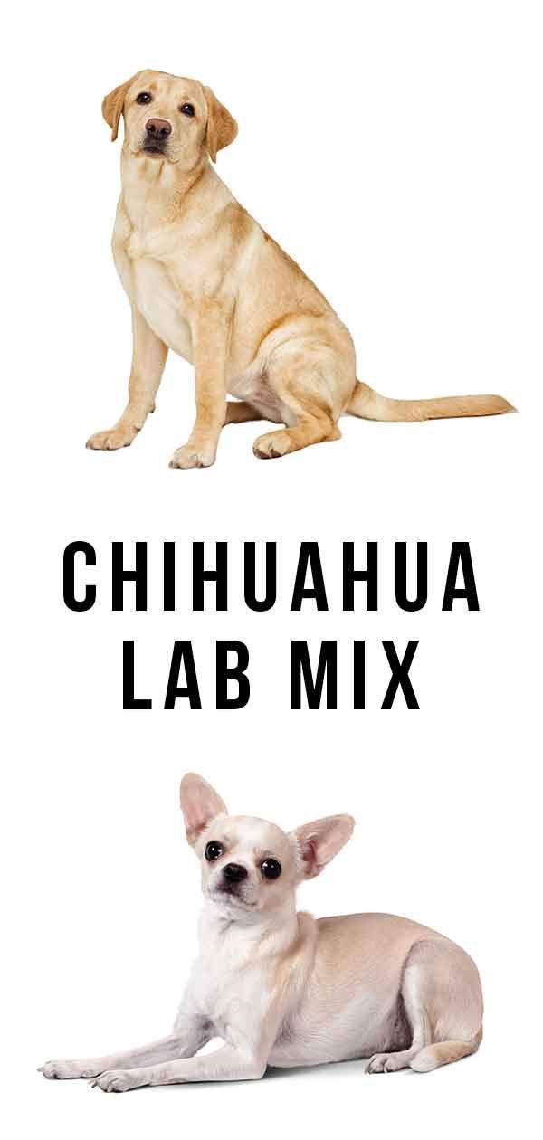 Chihuahua Lab Mix