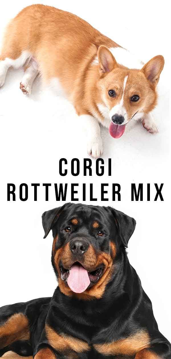 Corgi Rottweiler Mix - Este cruzamento raro seria ideal para você?