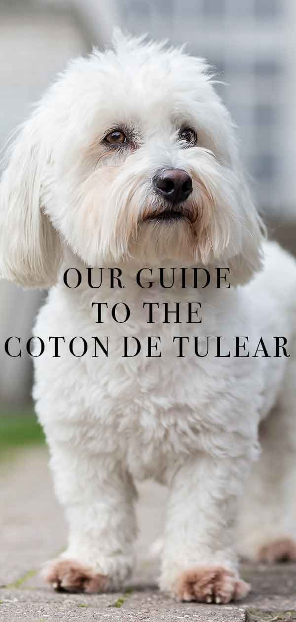 Coton de Tulear - بلکہ ریگل نسل کے لئے ایک مکمل رہنما