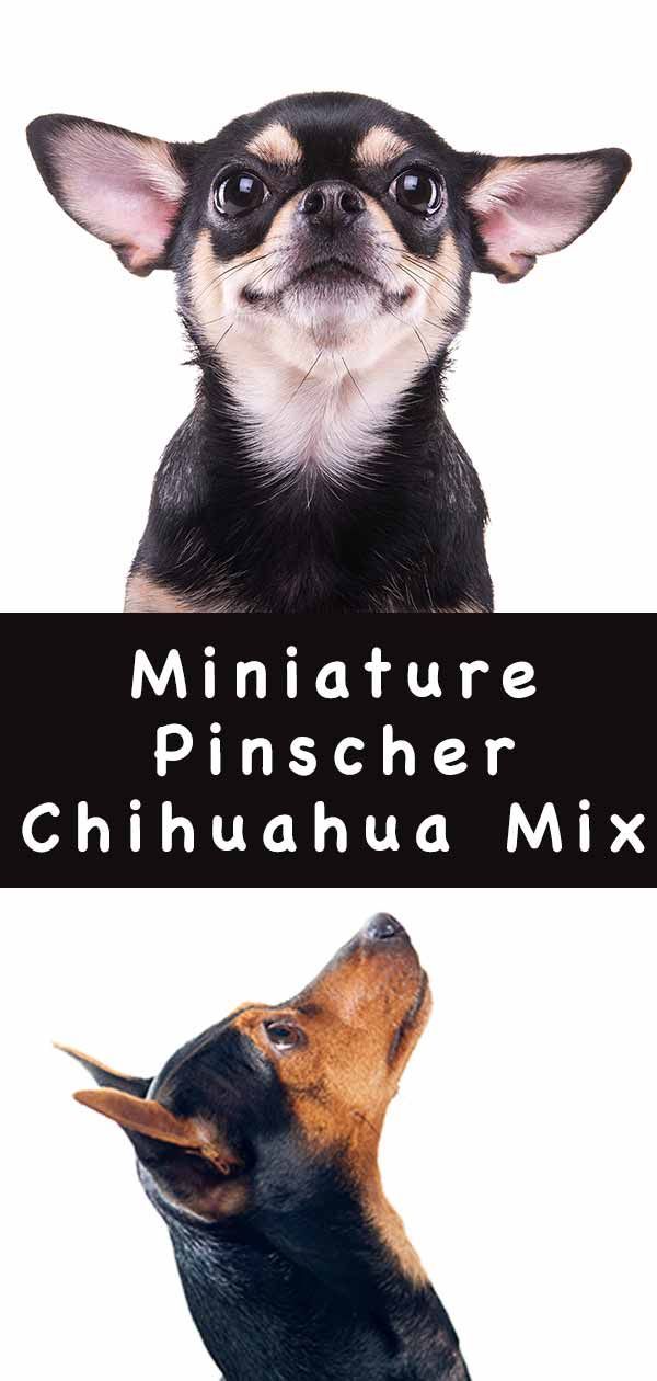 barreja de chihuahua en miniatura pinscher