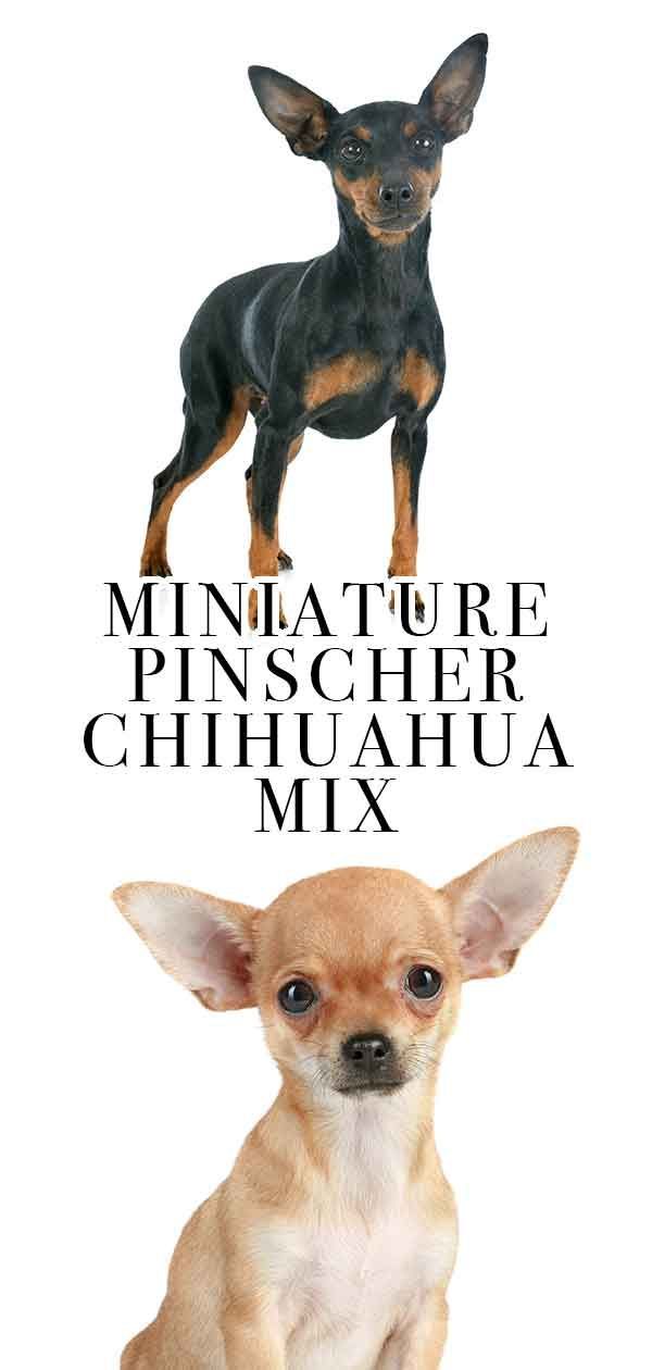 miniatiūrinis pinčerio chihuahua mišinys