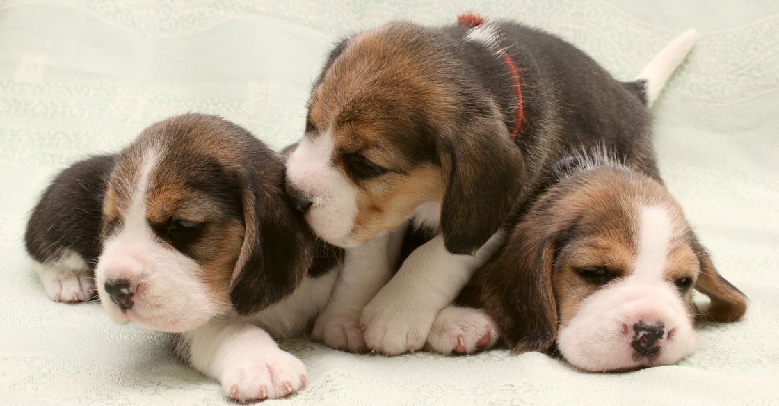 Peagle - Le mélange de beagle pékinois est-il fait pour vous?