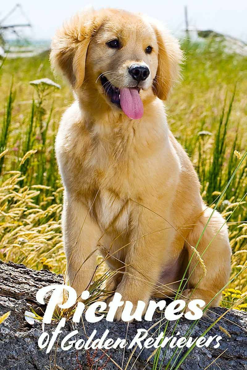 Photos de golden retrievers - galerie de photos de chiens.