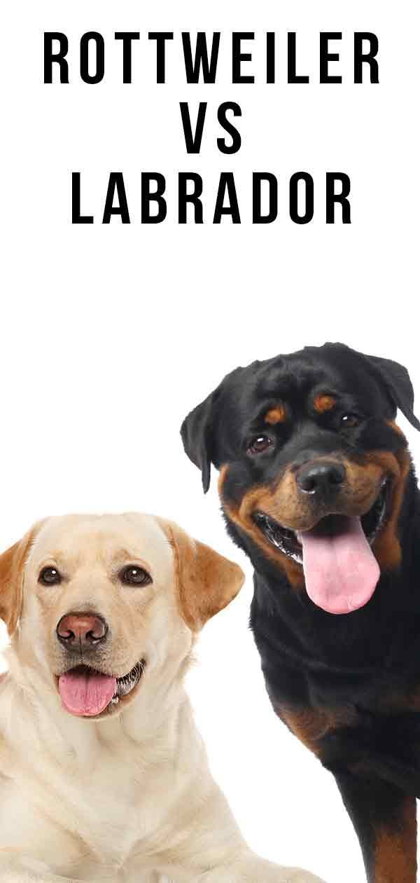 Rottweiler बनाम लैब्राडोर - कौन सा पालतू आपके लिए बेहतर है?