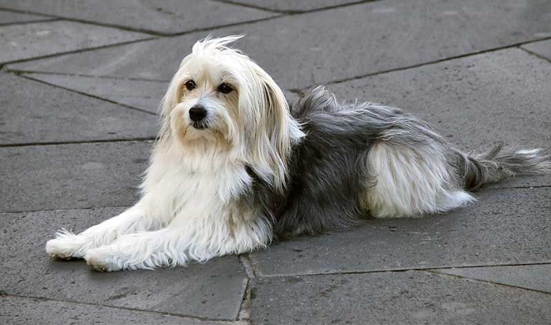 spanske hunderaser - katalansk gjeterhund