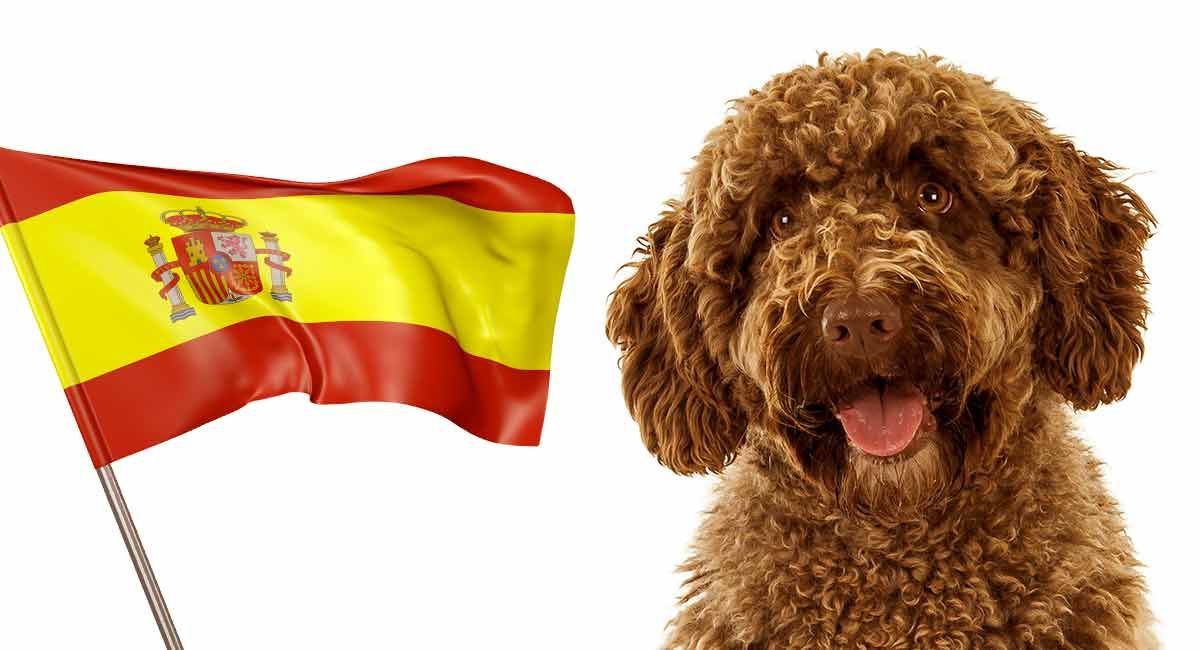 Hiszpański pies płodzi