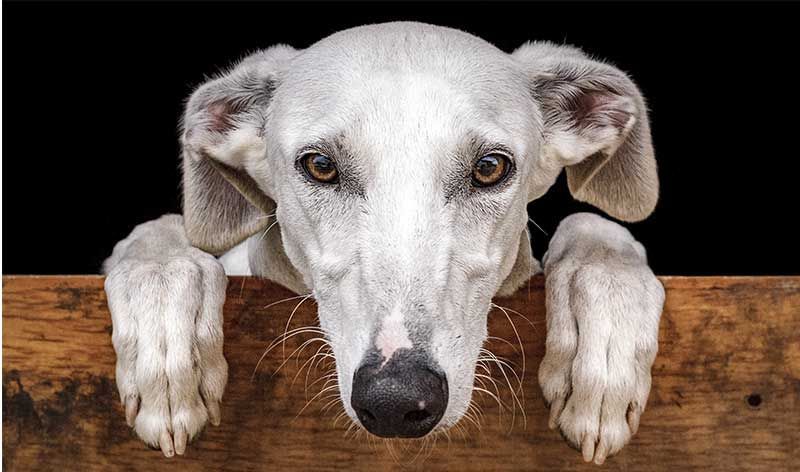 ras anjing Spanyol - galgo