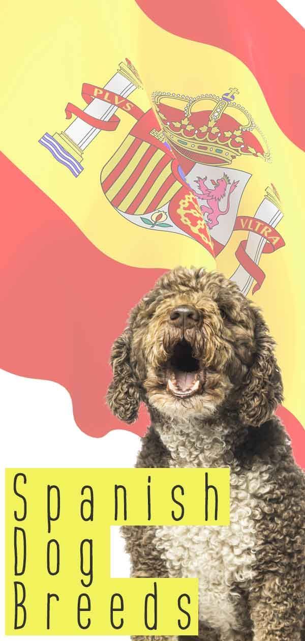 spāņu suņu šķirnes