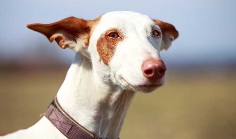 raças de cães espanholas - cão ibizan