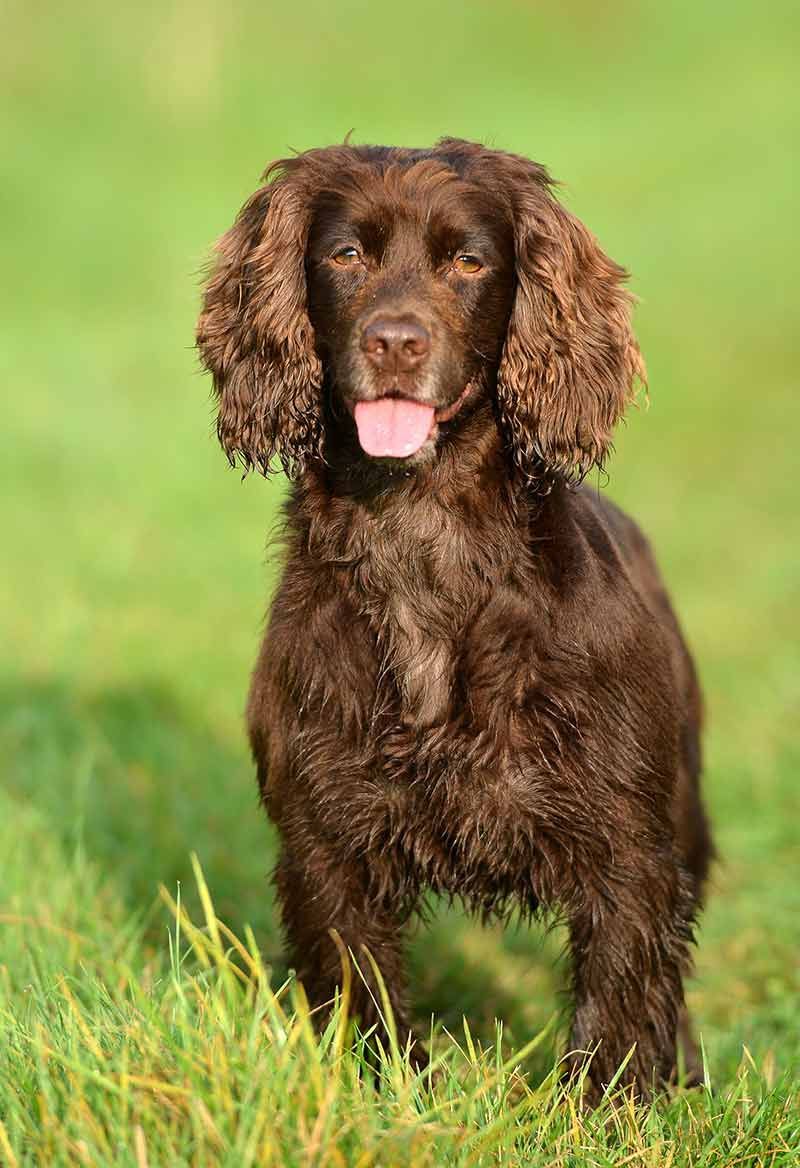 Работещ кокер шпаньол - 3-то най-популярно куче във Великобритания
